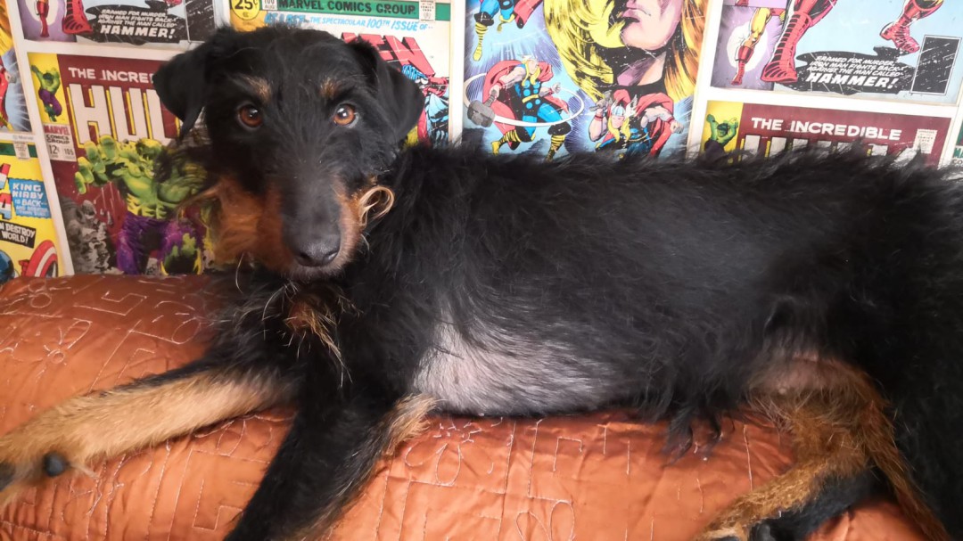 Fiscalía pide dos años de cárcel para un hombre por un delito continuado de maltrato animal