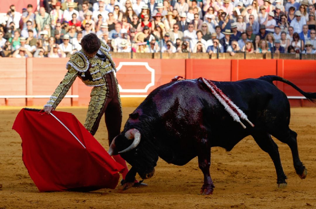 Tras su actuación del pasado 3 de mayo en la corrida de Núñez del Cuvillo, Castella se las verá este domingo ante los toros de Miura Tras su actuación del pasado 3 de mayo en la corrida de Núñez del Cuvillo, Castella se las verá este domingo ante los toros de Miura