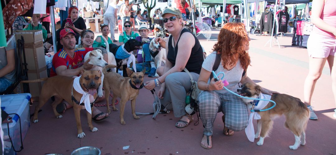 Jornadas de Adopción Animal 2018 Jornadas de Adopción Animal 2018