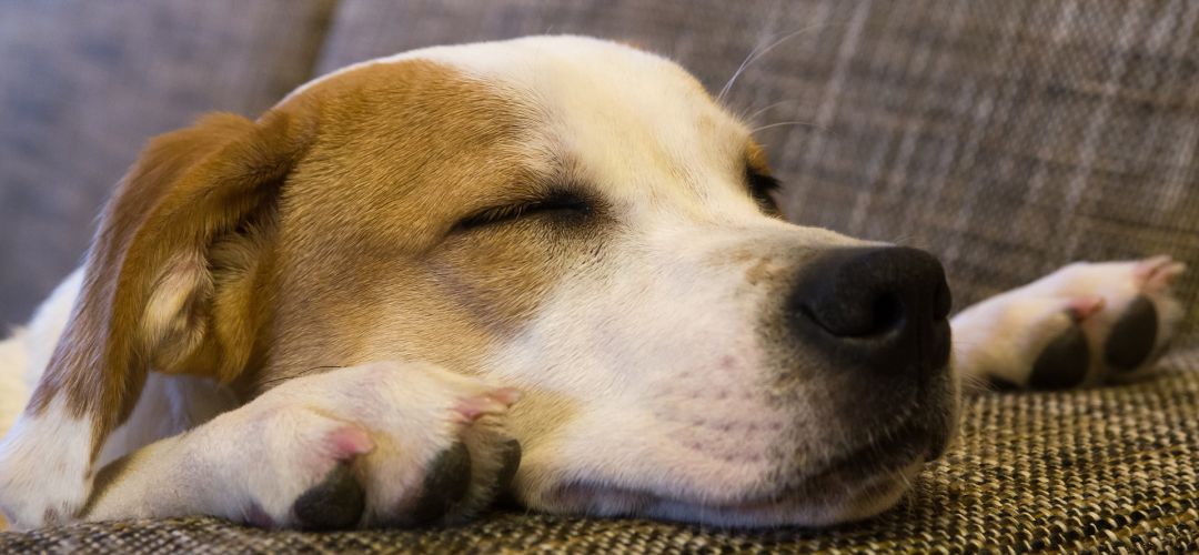 Perro adoptado Perro adoptado
