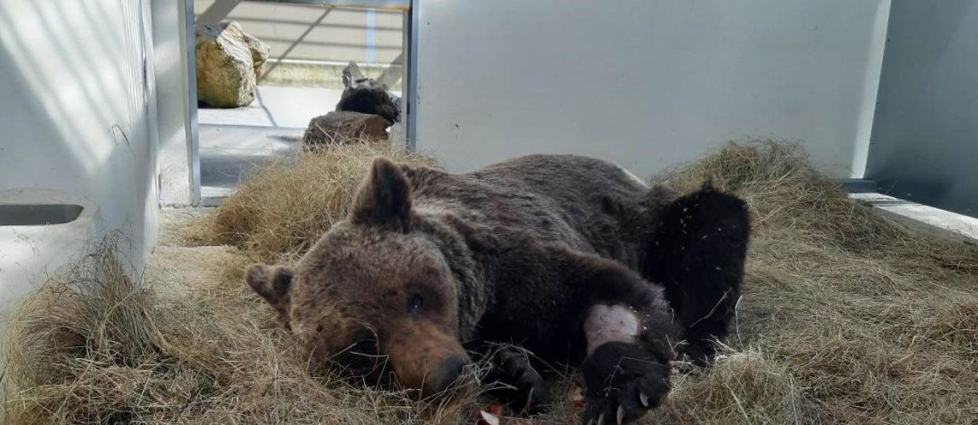 El oso malherido en Palacios del Sil podría tener una lesión medular El oso malherido en Palacios del Sil podría tener una lesión medular