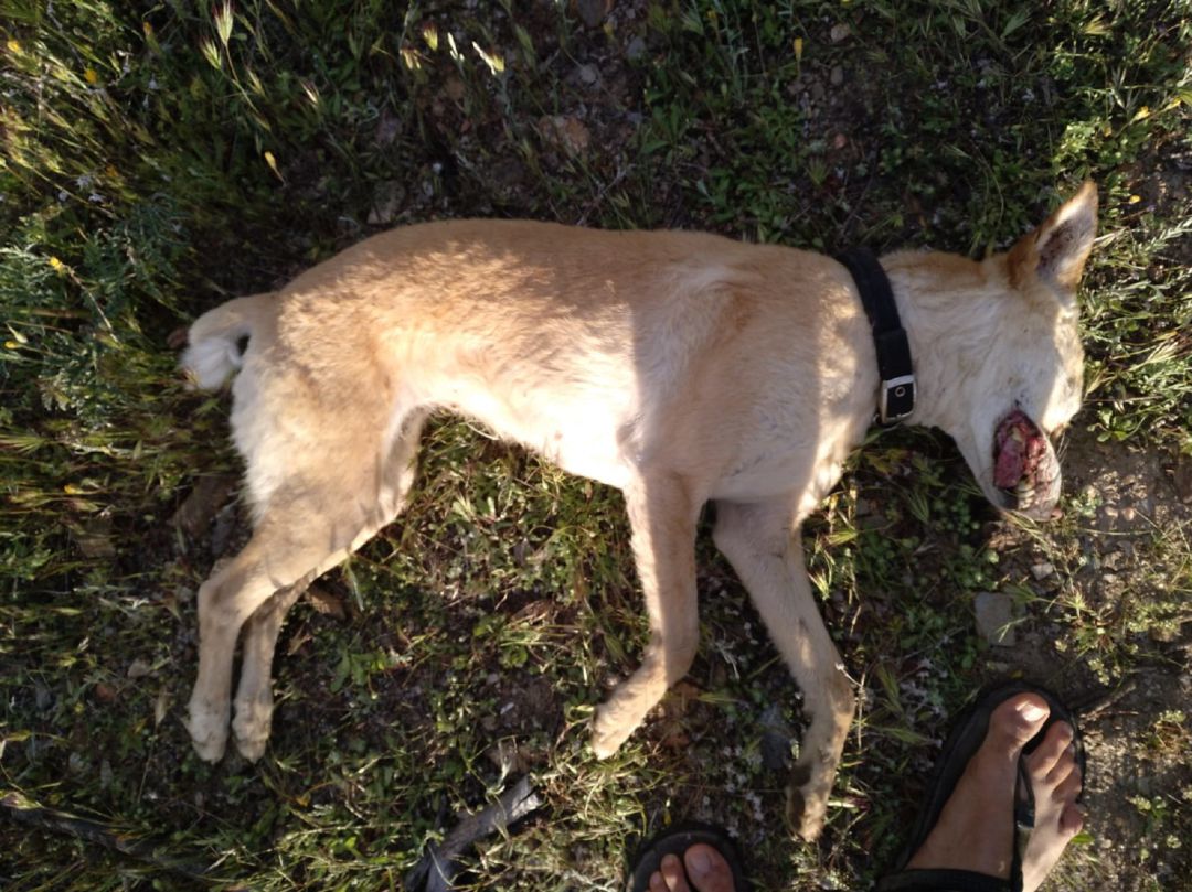 Perro abatido por disparos en Aldeire. Perro abatido por disparos en Aldeire.