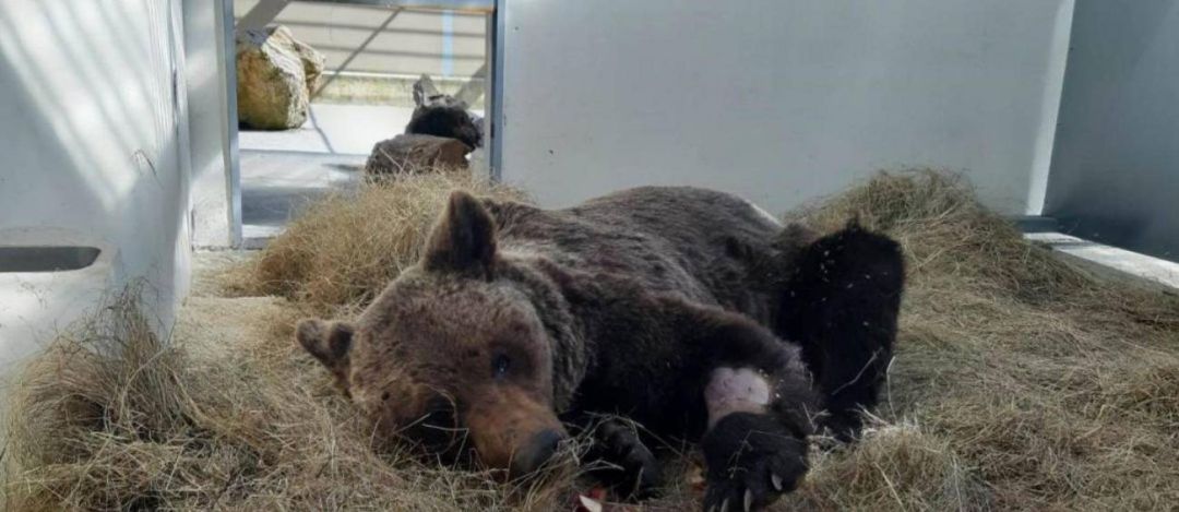Muere el oso hallado malherido en Palacios del Sil Muere el oso hallado malherido en Palacios del Sil