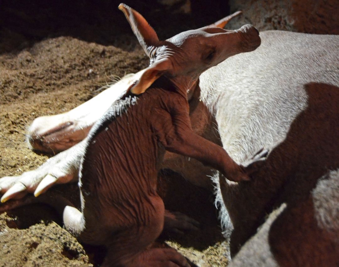 Nace en Bioparc Valencia un oricteropo Nace en Bioparc Valencia un oricteropo
