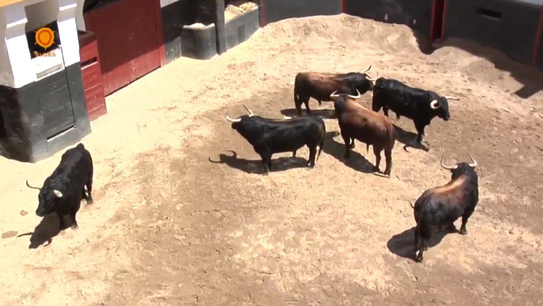 La corrida de Fuente Ymbro en el corral de manifiesto de la plaza de toros de Sevilla La corrida de Fuente Ymbro en el corral de manifiesto de la plaza de toros de Sevilla