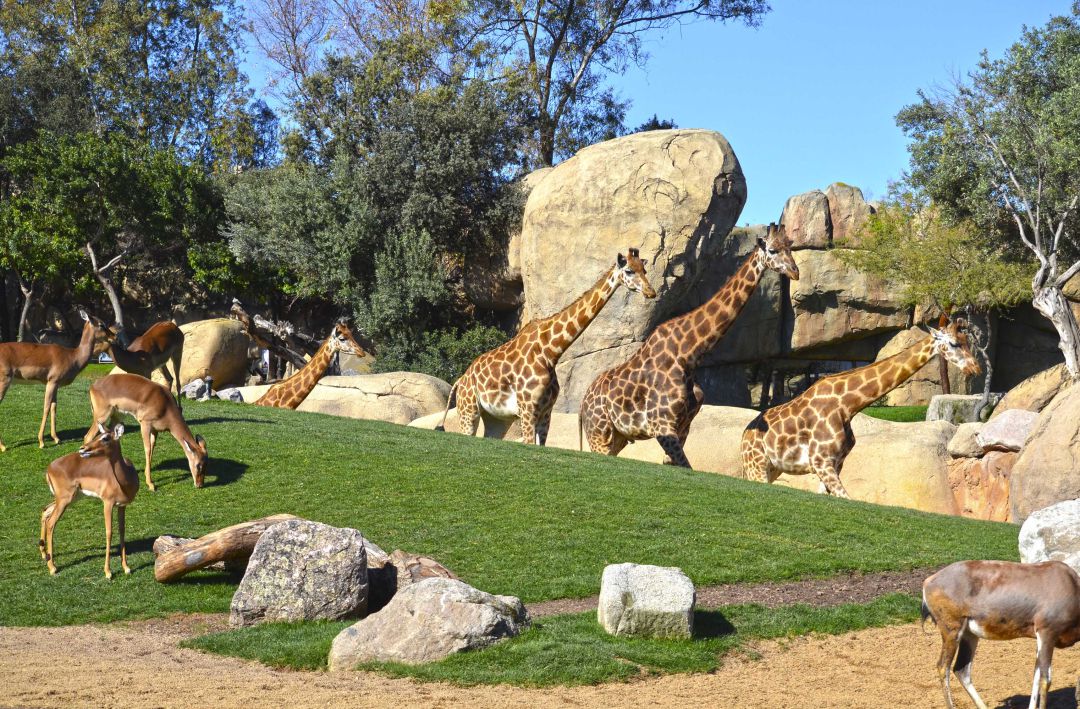 Tres jirafas valencianas de Bioparc se trasladan a Cantabria para formar grupo Tres jirafas valencianas de Bioparc se trasladan a Cantabria para formar grupo