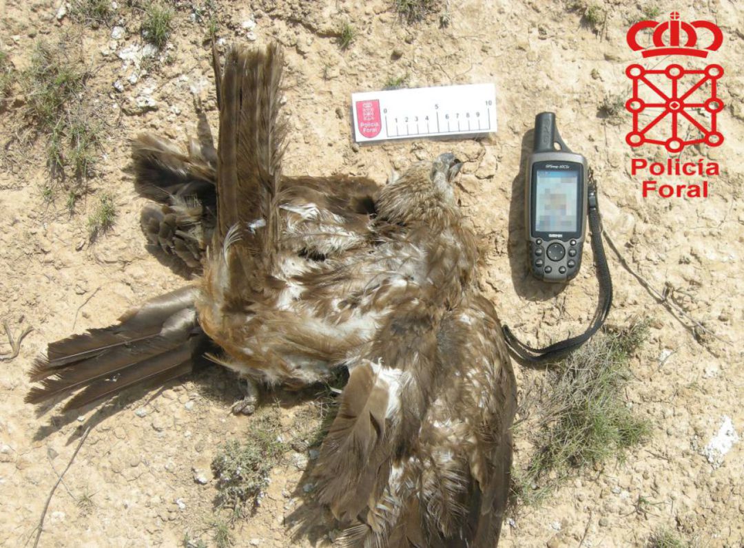Dos años y ocho meses de prisión por el mayor envenenamiento de fauna en España Dos años y ocho meses de prisión por el mayor envenenamiento de fauna en España