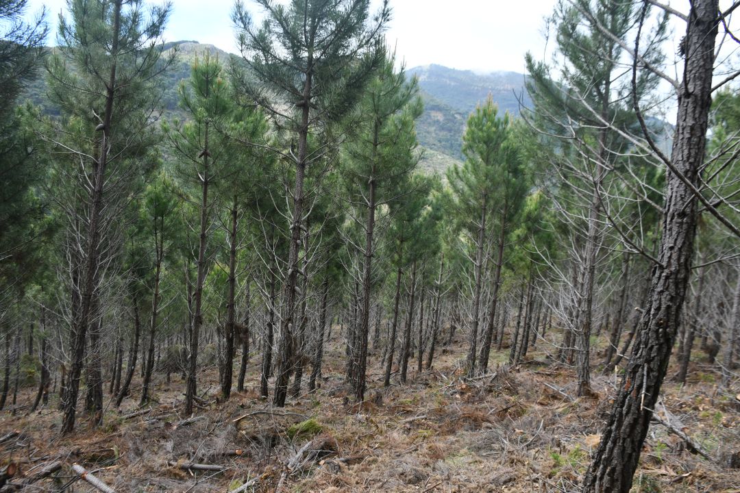 Realizan importantes trabajos forestales en Jubrique Realizan importantes trabajos forestales en Jubrique