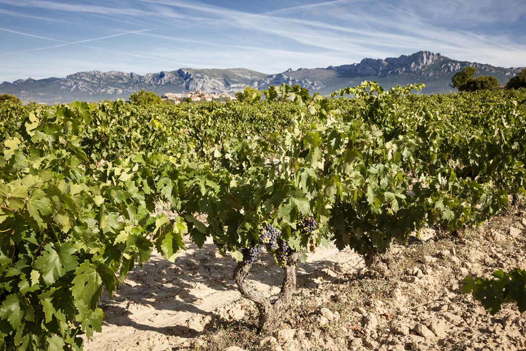 Todo empieza en el viñedo. Todo empieza en el viñedo.
