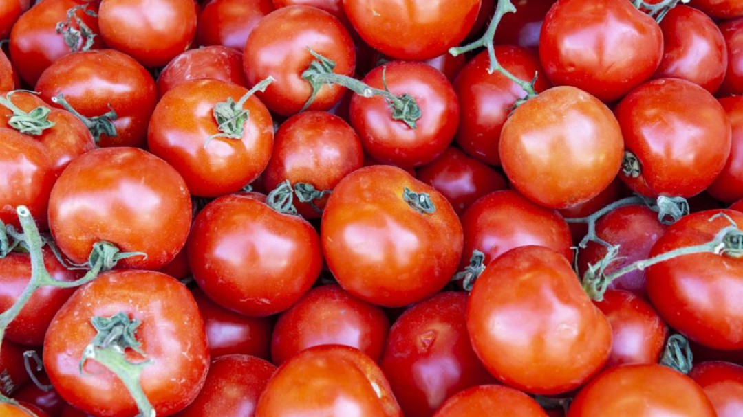 Comprometidos con el impulso al cultivo del tomate