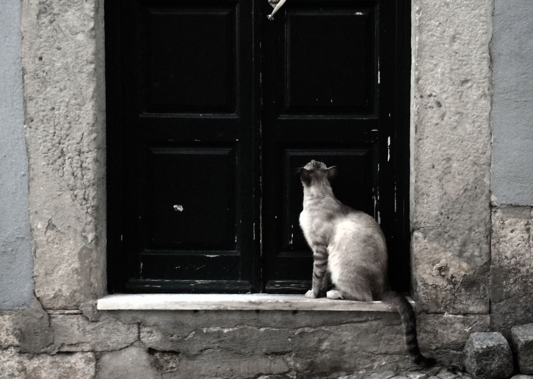 Un gato en el barrio lisboeta de Graça Un gato en el barrio lisboeta de Graça