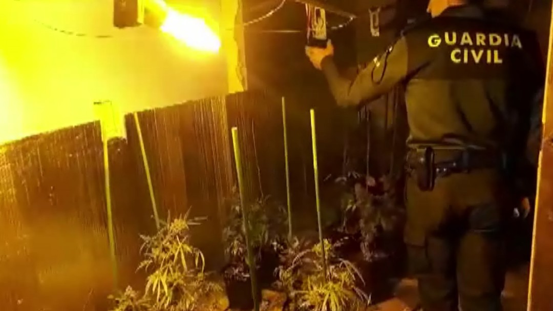 Cultivaban 400 plantas de marihuana robando la luz