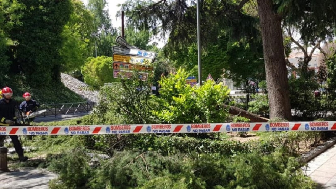 Dos personas heridas en Guadalajara al caerles encima las ramas de un árbol