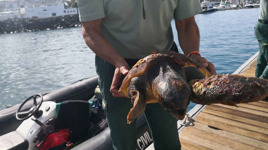 Salvan una tortuga atrapada entre restos de basura en la Caleta de Adeje