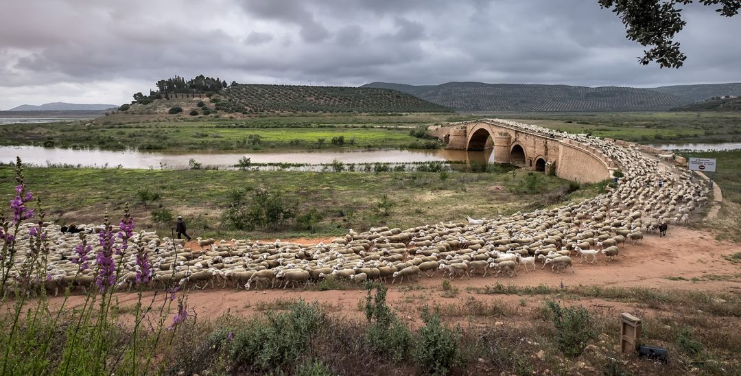 Katy Gómez gana el concurso fotográfico de la Organización Mundial de Sanidad Animal Katy Gómez gana el concurso fotográfico de la Organización Mundial de Sanidad Animal