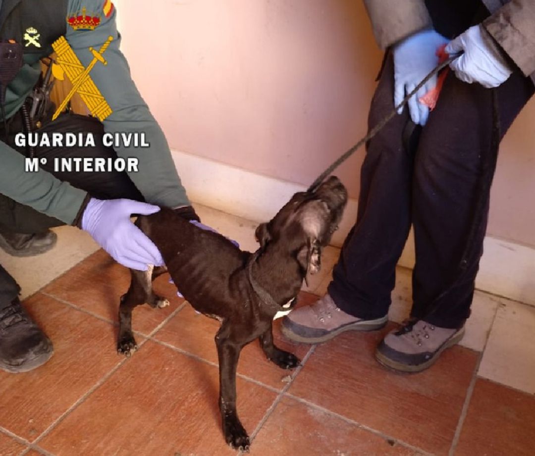 Denunciado en Ocaña por maltrato animal Denunciado en Ocaña por maltrato animal