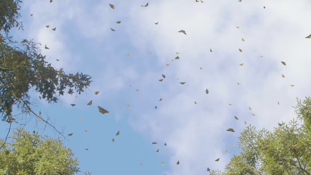 El mágico sonido de millones de mariposas volando al mismo tiempo