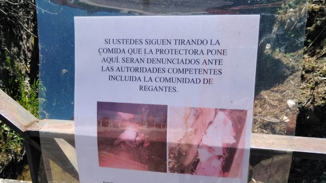 Vecinos de Bembibre protestan por la proliferación de gatos callejeros