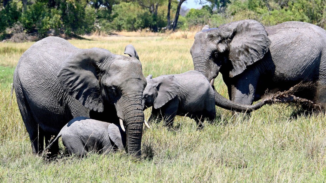 El elefante africano puede desaparecer en 23 años