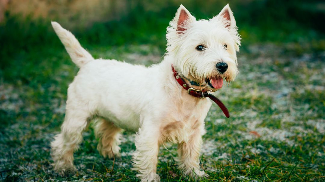 'Cachas', perro de 'padres separados', pasará 6 meses en Alicante y 6 en Valladolid 'Cachas', perro de 'padres separados', pasará 6 meses en Alicante y 6 en Valladolid