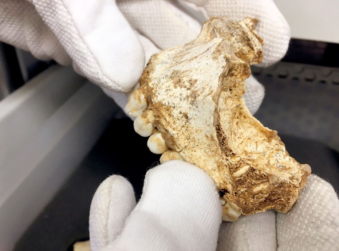 El paleontólogo Antonio Rosas sujeta restos de un maxilar de neandertal tardío, de unos 49.000 años, hallado en la cueva de El Sidrón, en Asturias. El paleontólogo Antonio Rosas sujeta restos de un maxilar de neandertal tardío, de unos 49.000 años, hallado en la cueva de El Sidrón, en Asturias.