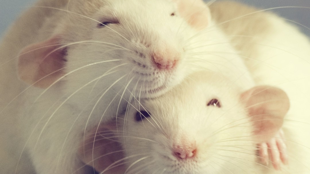 Las ratas nos dicen mucho sobre el sonido de nuestros orgasmos