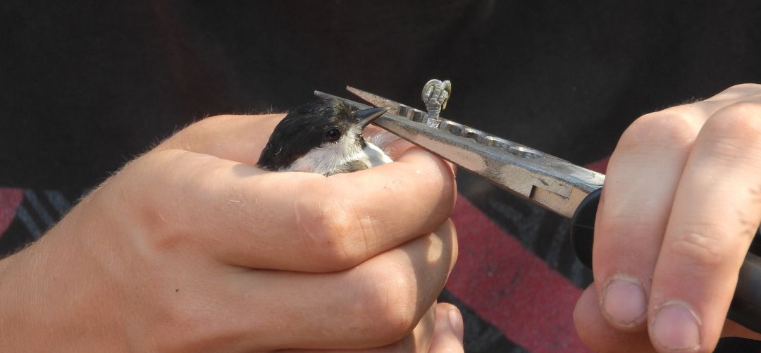 Una de las actividades del día será el anillado de aves Una de las actividades del día será el anillado de aves