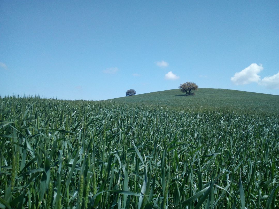 Arquitectura verde como respuesta al desafío del cambio climático Arquitectura verde como respuesta al desafío del cambio climático
