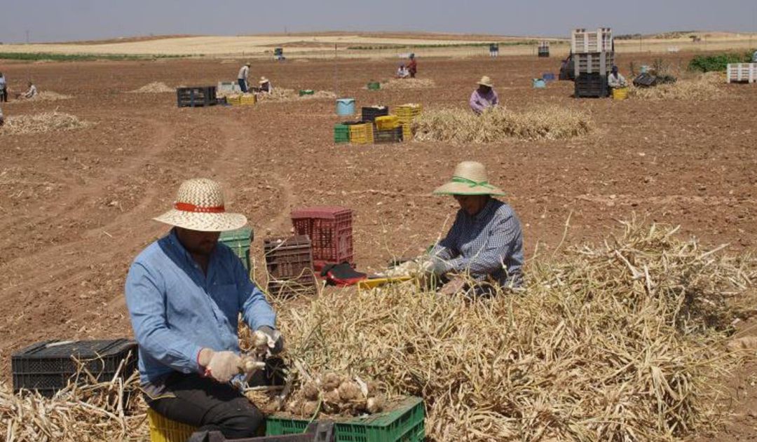 El campo demanda soluciones a la Delegación de Gobierno para facilitar la contratación de trabajadores El campo demanda soluciones a la Delegación de Gobierno para facilitar la contratación de trabajadores