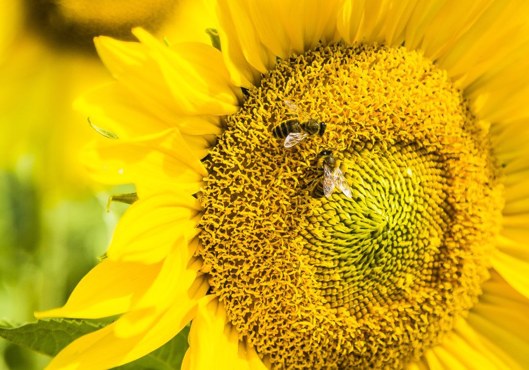 Investigadores australianos acaban de demostrar que las abejas pueden aprender a relacionar símbolos con números. Investigadores australianos acaban de demostrar que las abejas pueden aprender a relacionar símbolos con números.