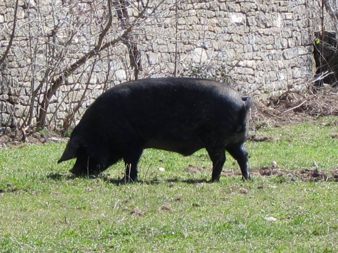 Someten a información pública la autorización ambiental del matadero de Zafra Someten a información pública la autorización ambiental del matadero de Zafra