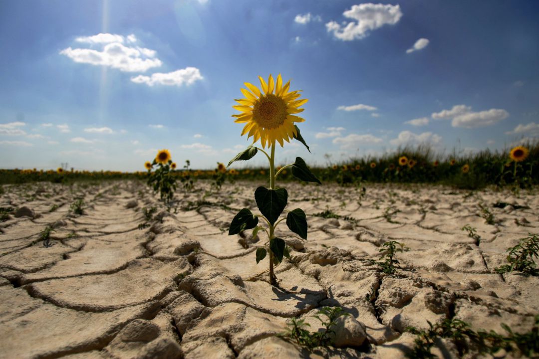 Las estrategias de las ciudades españolas para adaptarse al cambio climático Las estrategias de las ciudades españolas para adaptarse al cambio climático