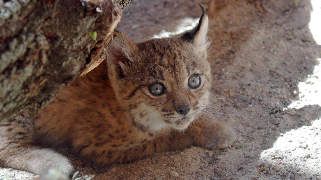 Fallece la hembra de lince ibérico pionera en el Programa de Cría en Cautividad