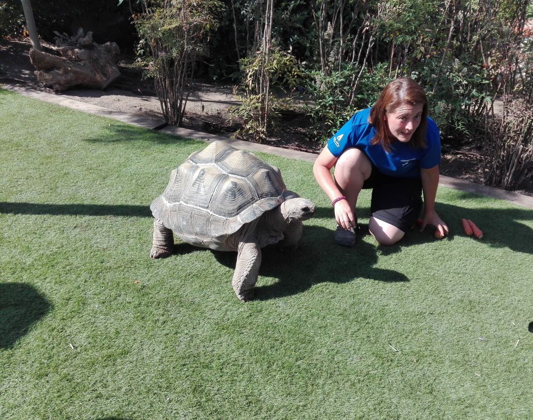 Tortuga gigante de Aldabra con una de sus cuidadoras Tortuga gigante de Aldabra con una de sus cuidadoras