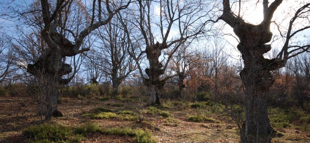 A los cinco municipios que forman parte de la Reserva quiere unirse ahora Madarcos A los cinco municipios que forman parte de la Reserva quiere unirse ahora Madarcos
