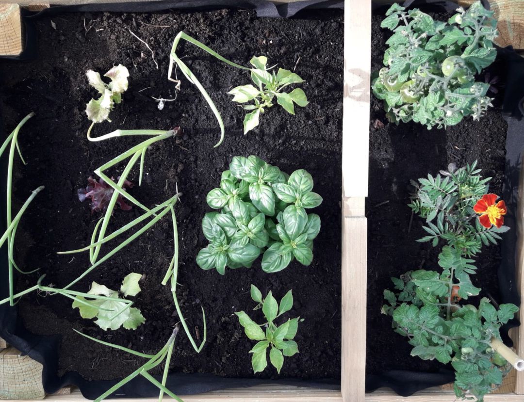 Así luce nuestra mesa de cultivo con las nuevas lechigas y cebollas Así luce nuestra mesa de cultivo con las nuevas lechigas y cebollas