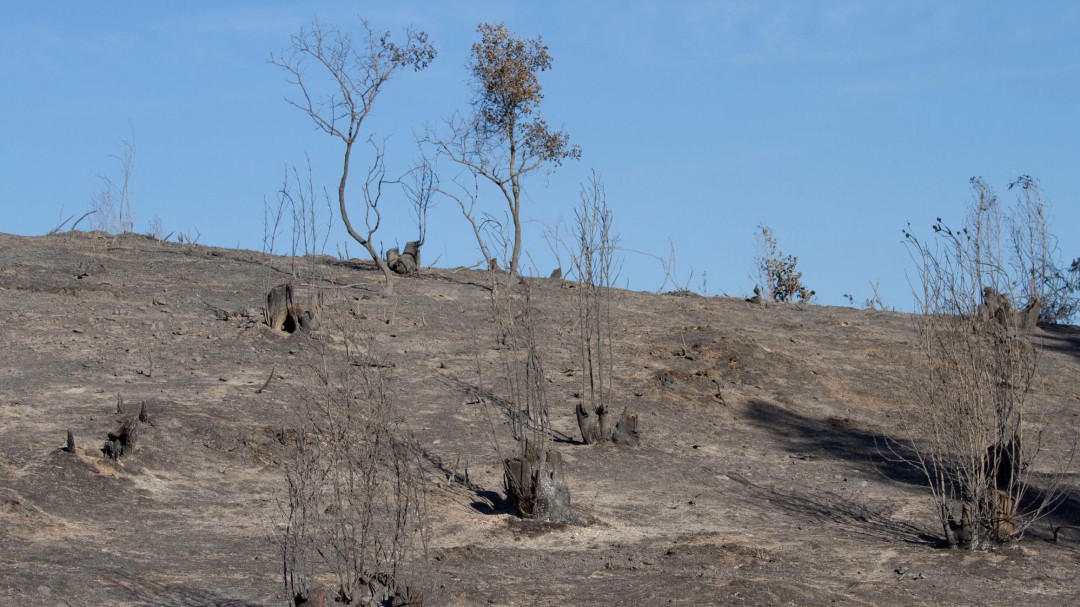 Las plantas se extinguen 500 veces más
