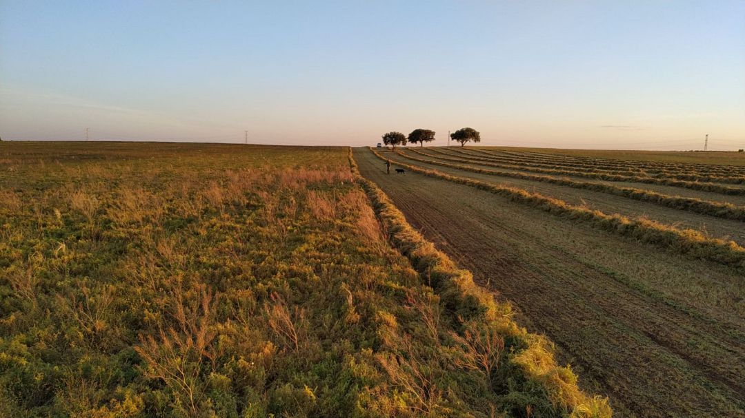 Algunos agricultores de la Manchuela sigan primero las lentejas y pasado unos días las trillan, tal y como se ha hecho tradicionalmente. Algunos agricultores de la Manchuela sigan primero las lentejas y pasado unos días las trillan, tal y como se ha hecho tradicionalmente.
