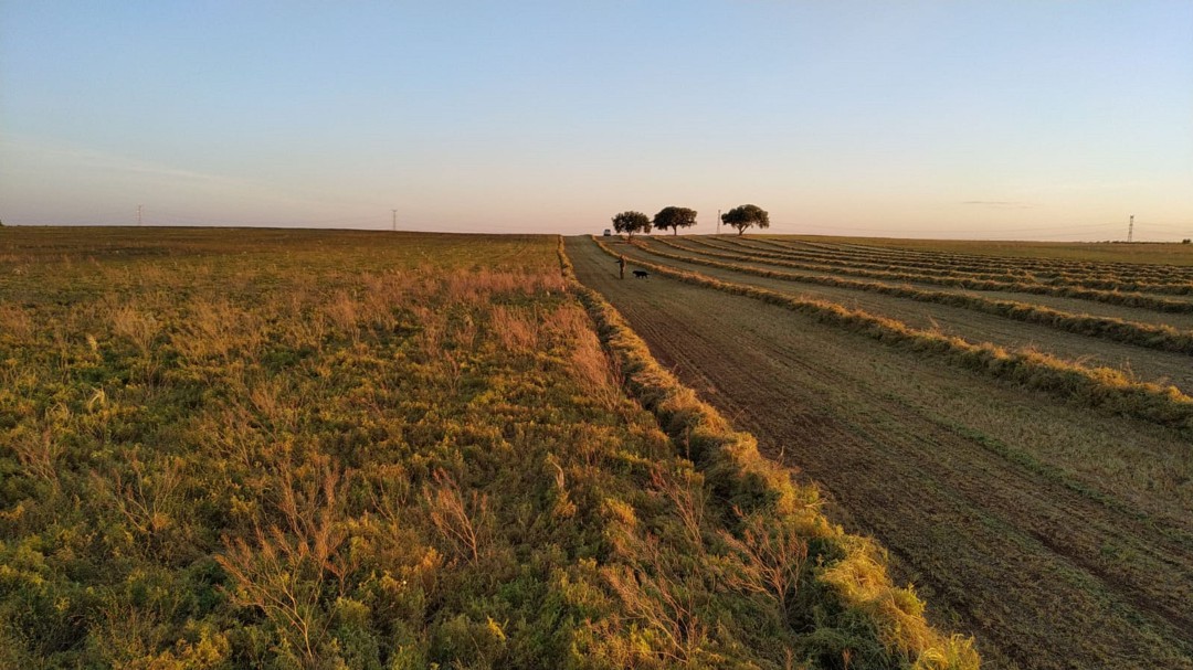Empieza la siega de lentejas en la Manchuela con los almacenes llenos