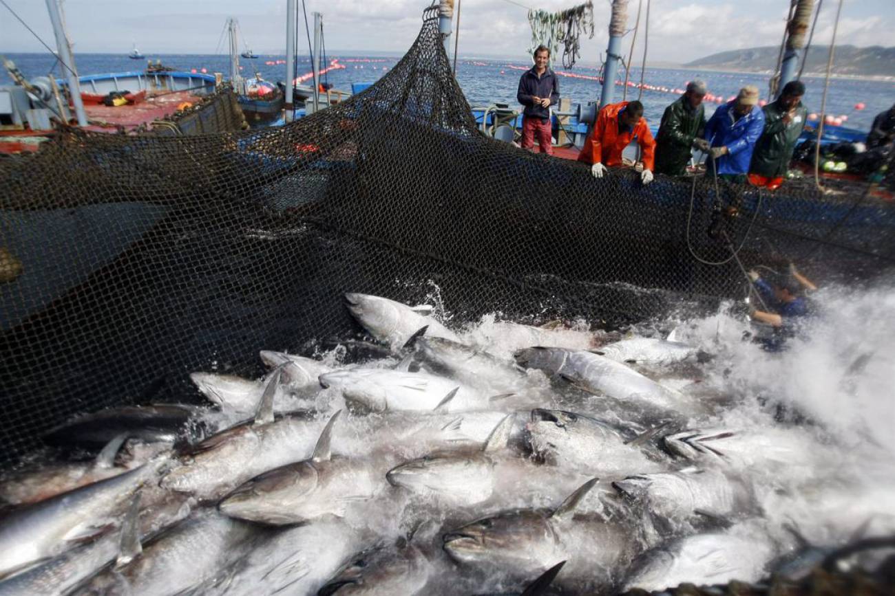 Pesca del atun con caña clearance
