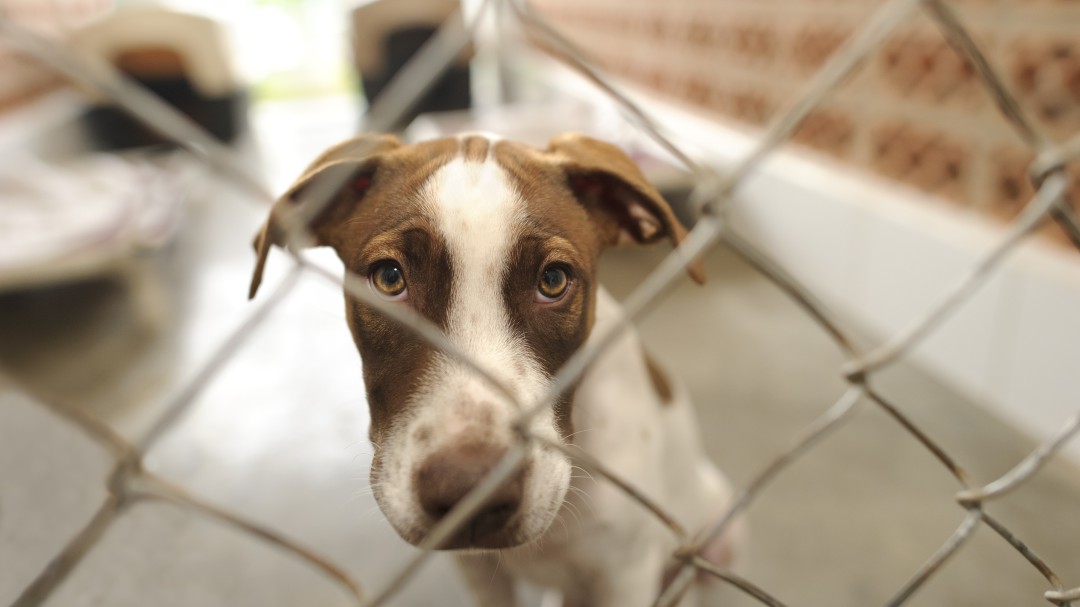 El pasado año se abandonaron en la Región más de 3.000 perros y cerca de 1.000 gatos