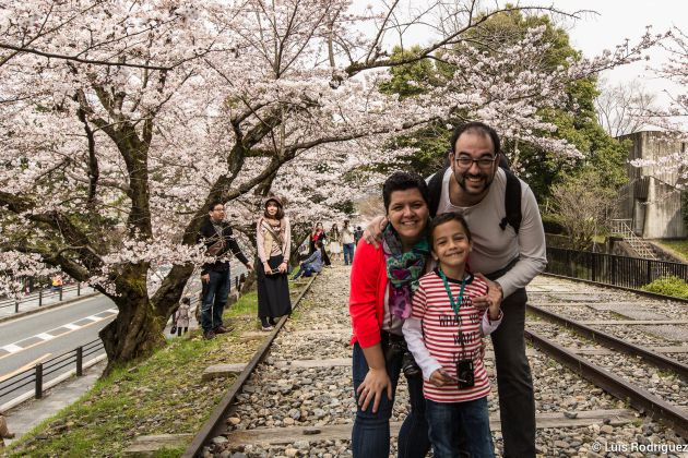 Primavera japonesa con cerezos en flor. Primavera japonesa con cerezos en flor.