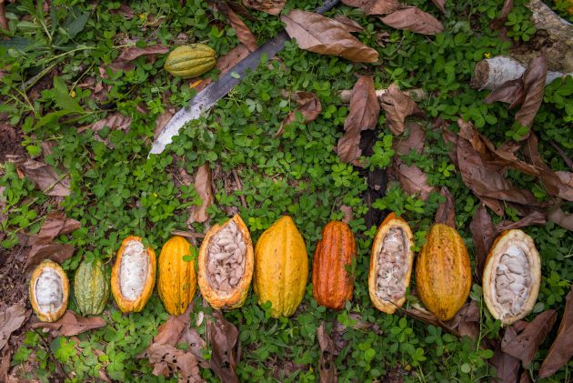Variedades de cacao en la comunidad awajún. Variedades de cacao en la comunidad awajún.