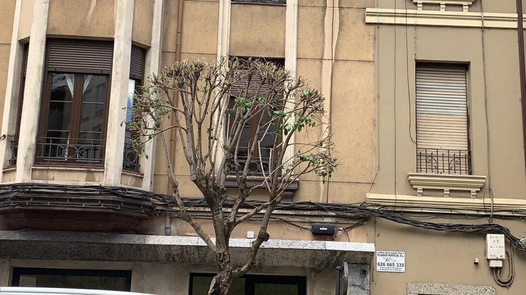 Las aves urbanas, víctimas colaterales de la poda indiscriminada