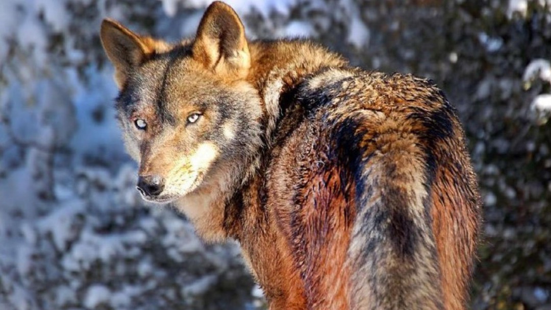 Apenas el 1% de las muertes de ganado en Picos se debe al ataque de lobos