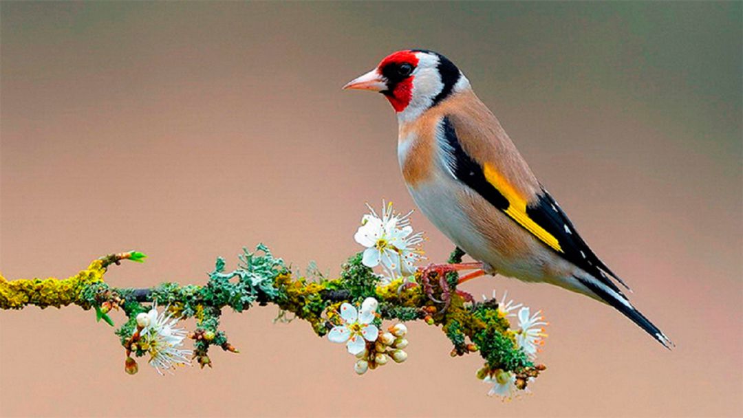 Aves Aves