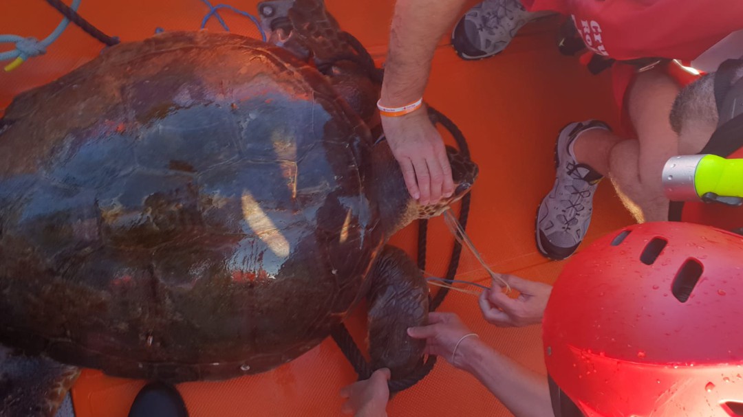 Liberan a una tortuga marina que había quedado atrapada en un arte de pesca abandonado
