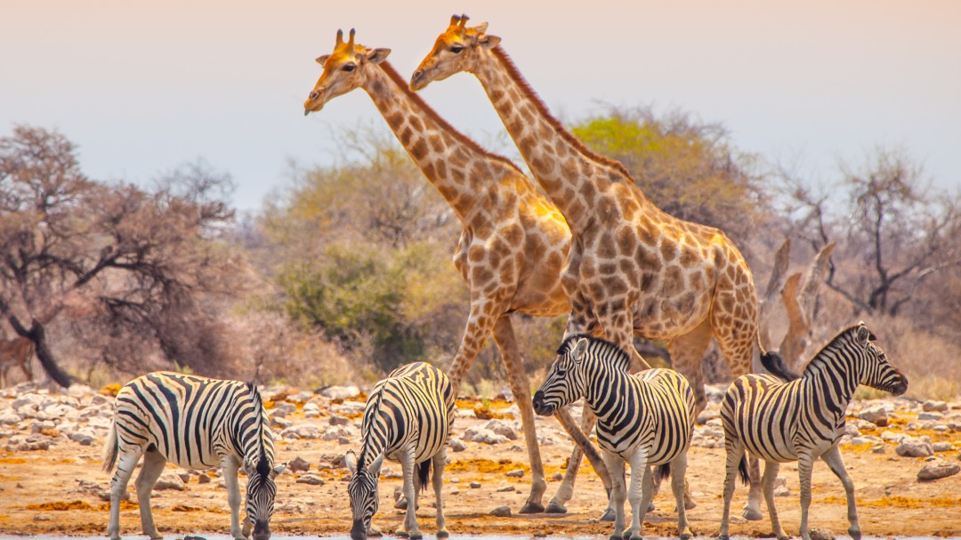 Namibia subasta 500 búfalos, 60 jirafas y 28 elefantes por la sequía