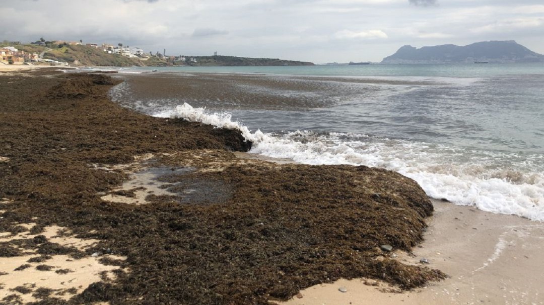 El Parlamento andaluz reclama un plan de choque contra la invasión de algas en el Estrecho de Gibraltar