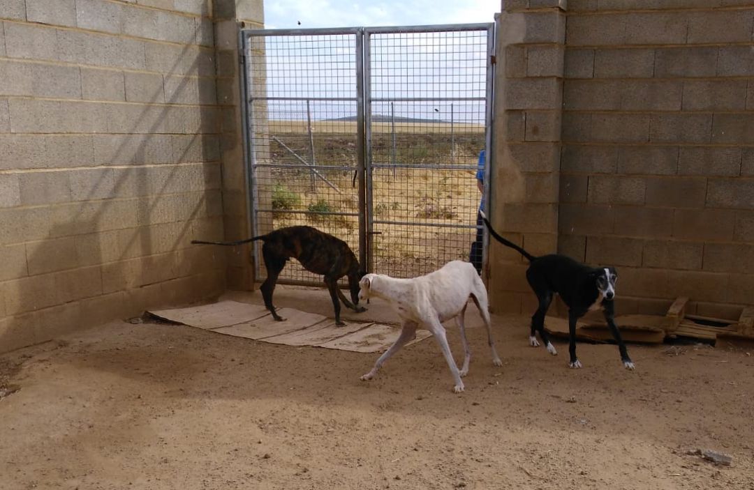 Segunda oportunidad para los tres galgos rescatados Segunda oportunidad para los tres galgos rescatados